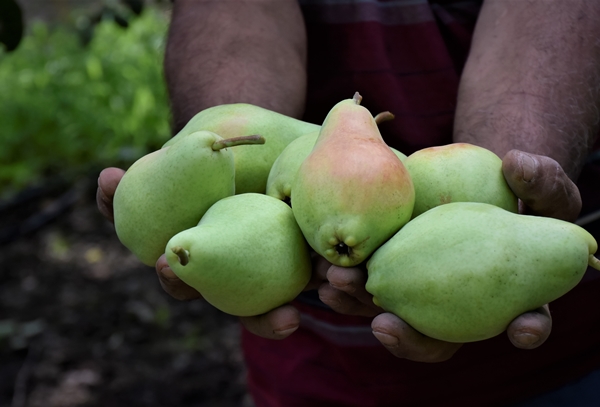 Foto - Bursa'da yetiştiriliyor... Dalındayken alıcı buluyor