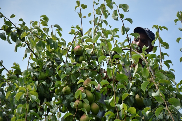 Foto - Bursa'da yetiştiriliyor... Dalındayken alıcı buluyor