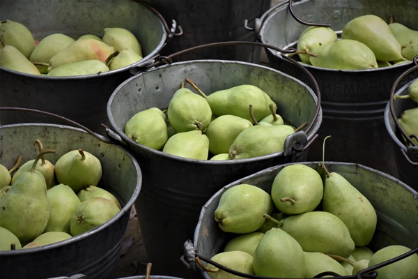 Foto - Bursa'da yetiştiriliyor... Dalındayken alıcı buluyor