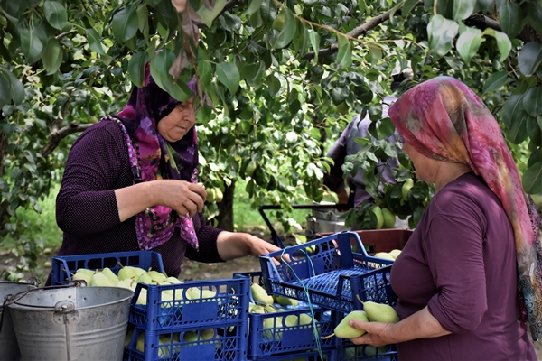 Foto - Bursa'da yetiştiriliyor... Dalındayken alıcı buluyor