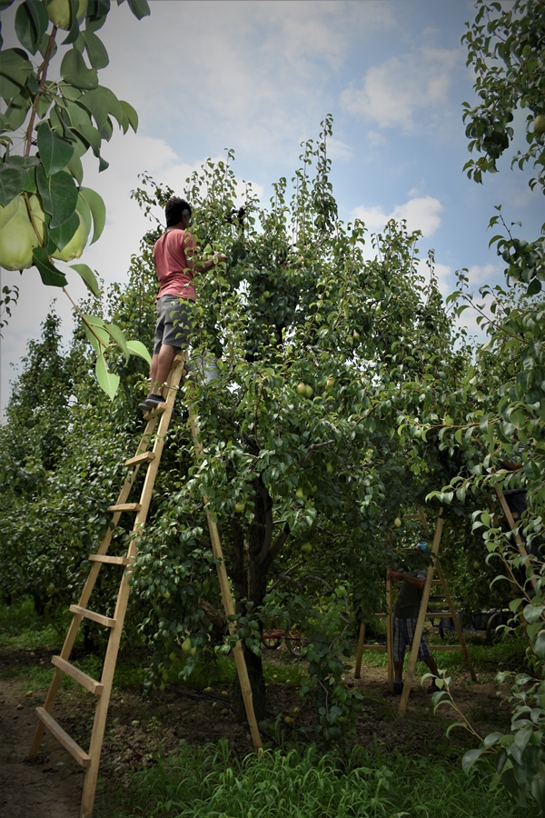 Foto - Bursa'da yetiştiriliyor... Dalındayken alıcı buluyor