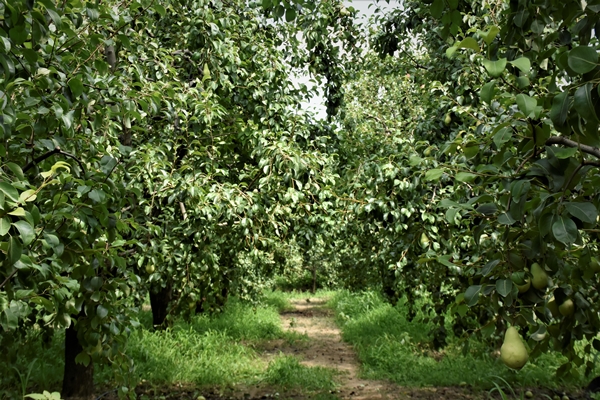 Foto - Bursa'da yetiştiriliyor... Dalındayken alıcı buluyor