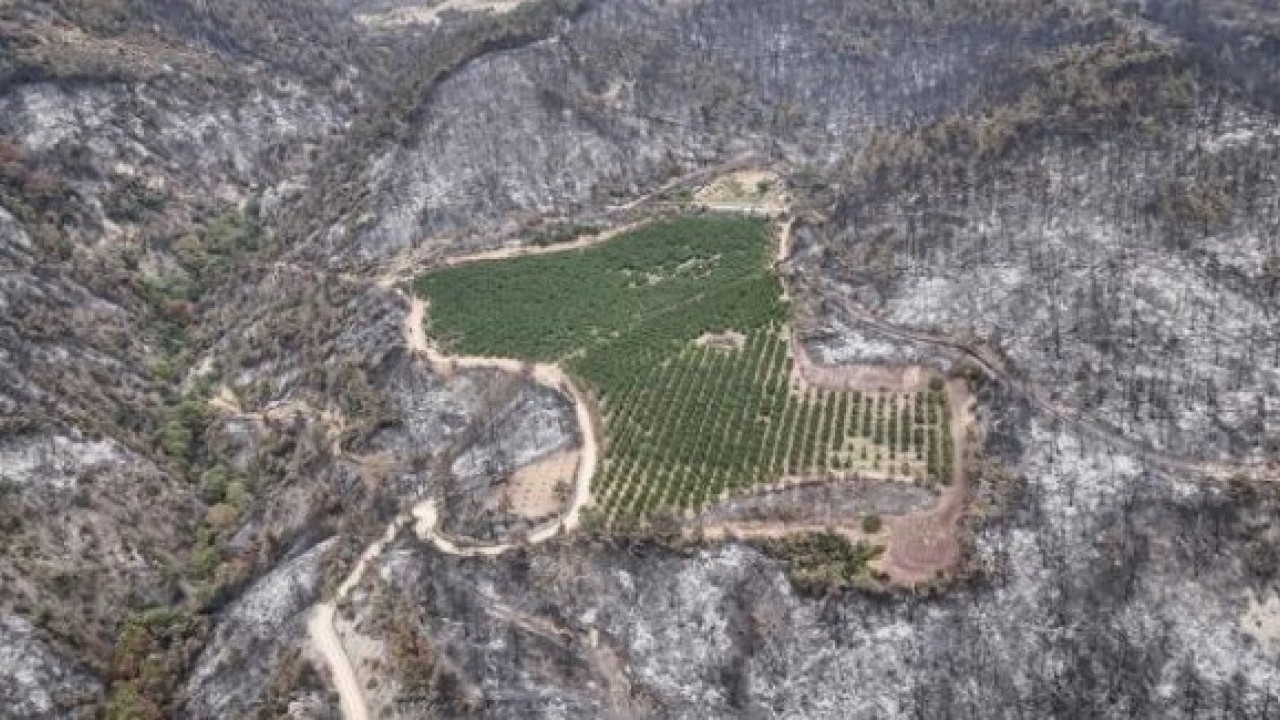 Foto - Bursa'daki orman yangınında şaşırtan görüntü