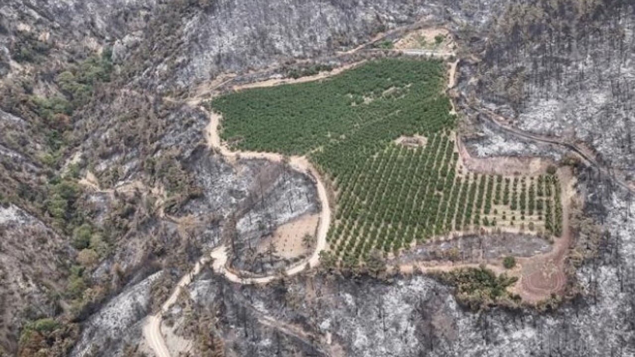 Bursa'daki orman yangınında şaşırtan görüntü
