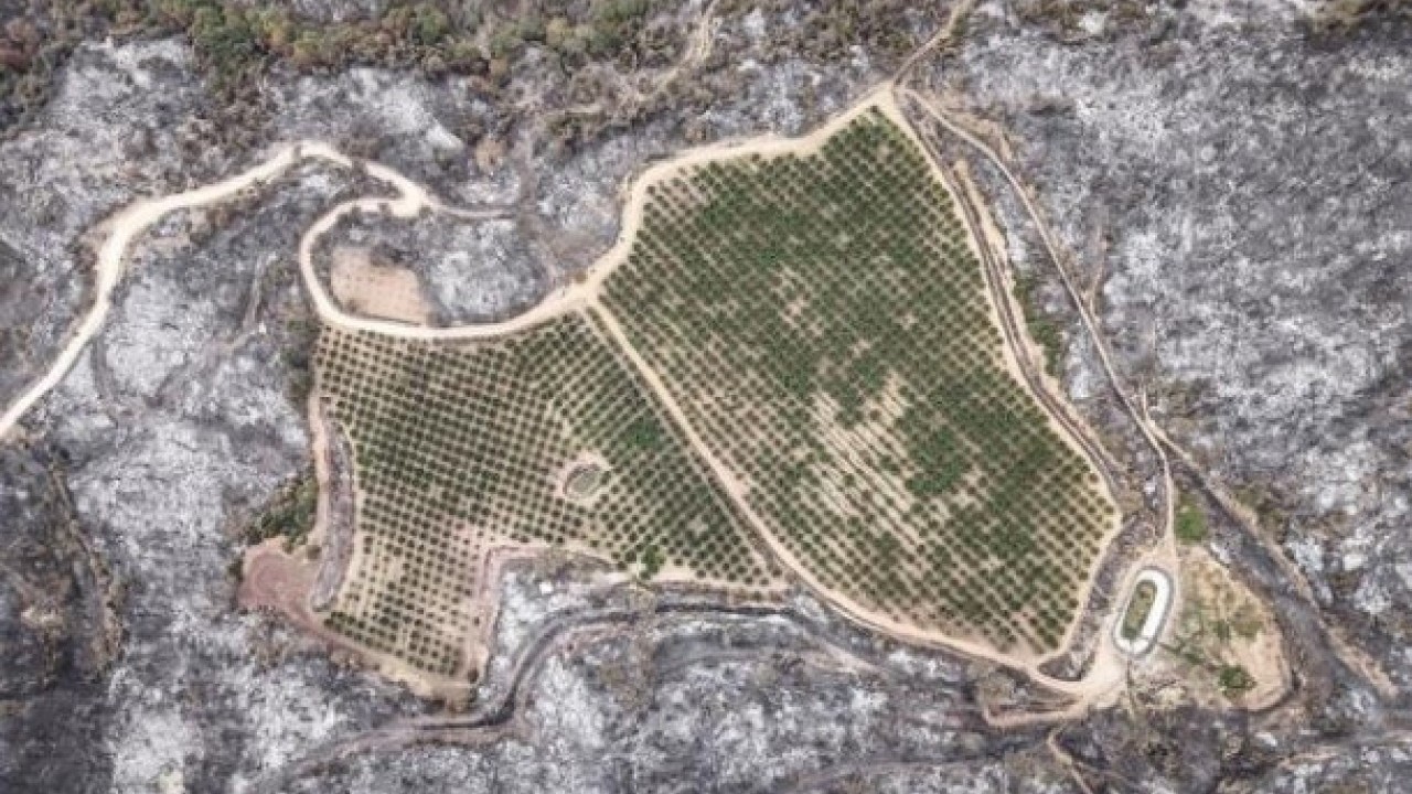 Foto - Bursa'daki orman yangınında şaşırtan görüntü