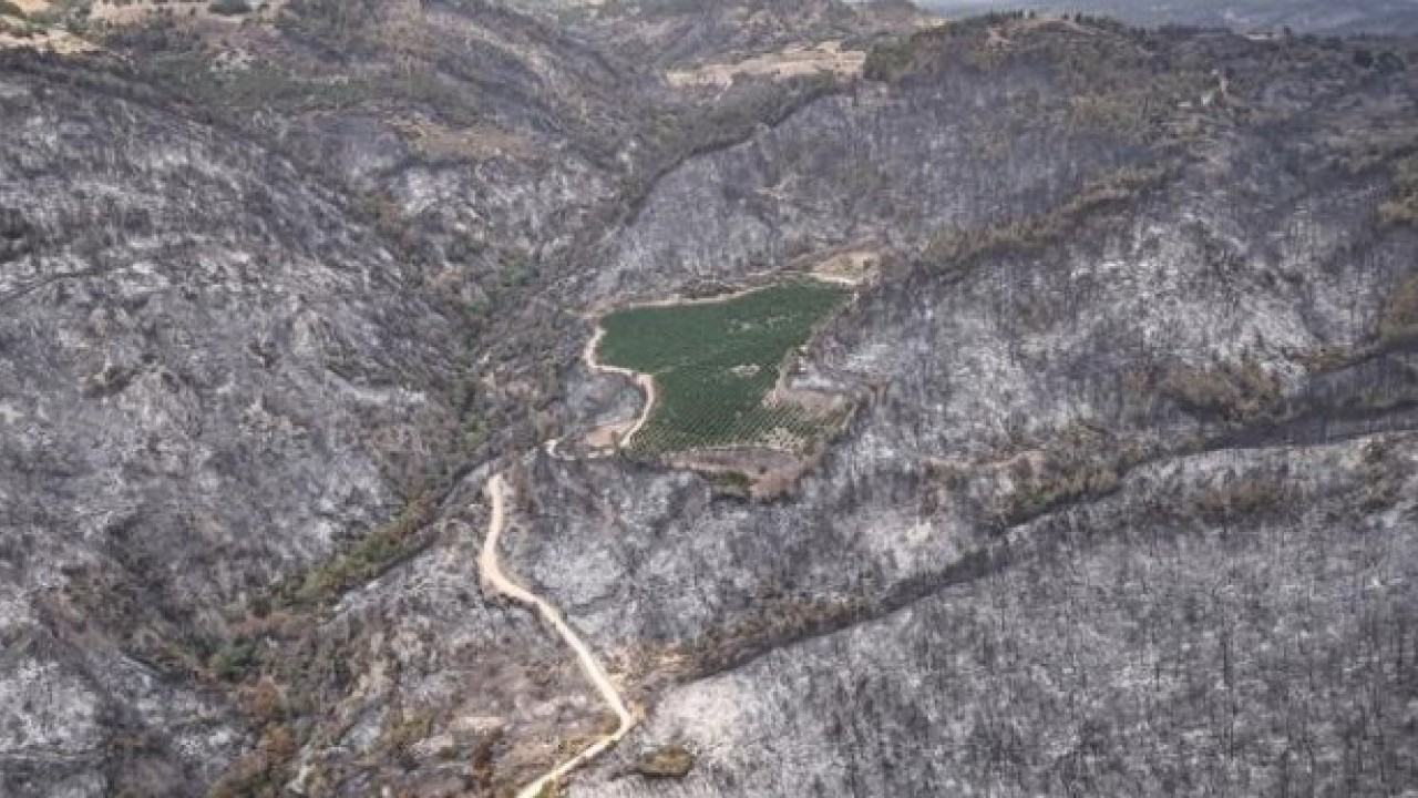 Foto - Bursa'daki orman yangınında şaşırtan görüntü