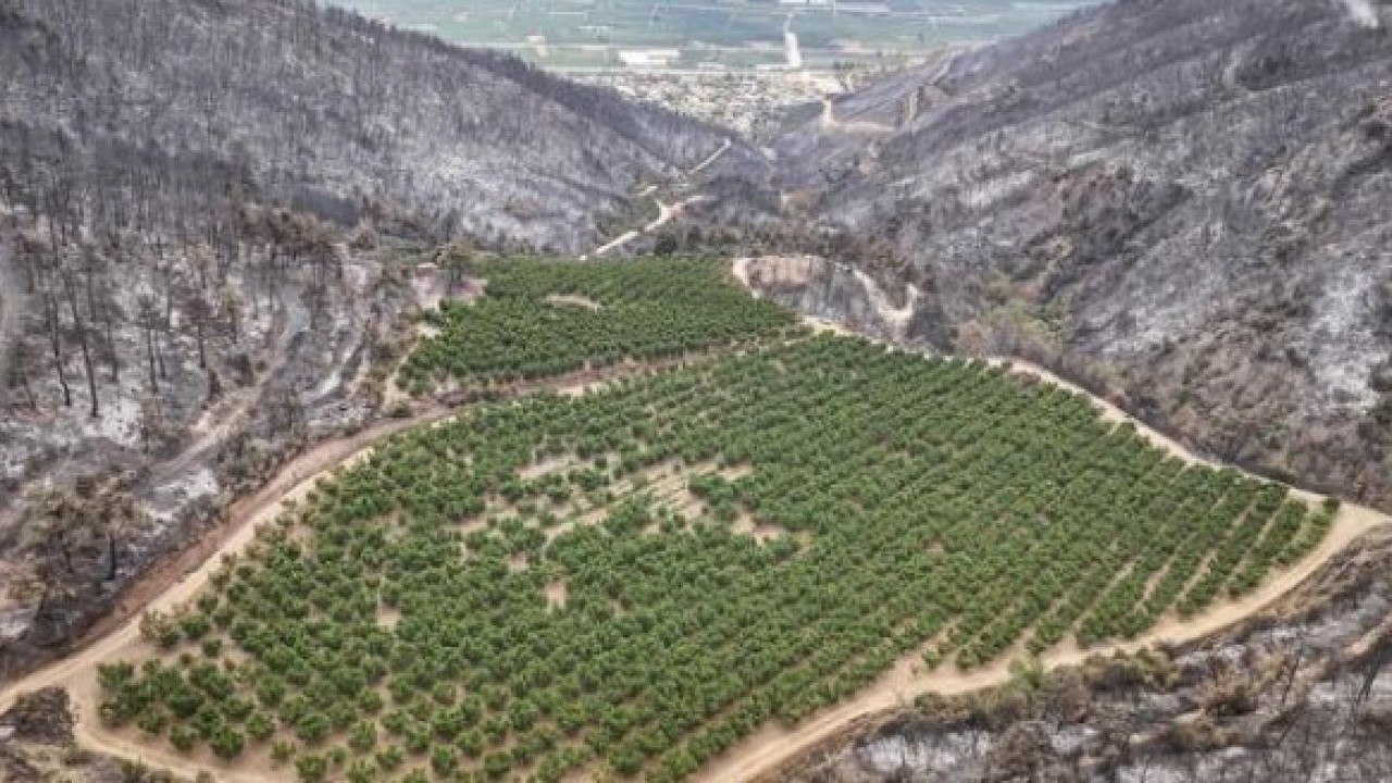 Foto - Bursa'daki orman yangınında şaşırtan görüntü