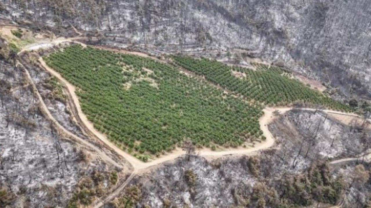 Foto - Bursa'daki orman yangınında şaşırtan görüntü