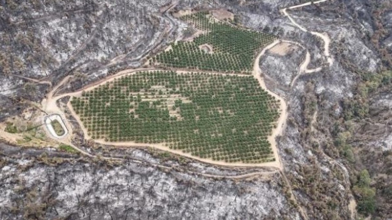 Foto - Bursa'daki orman yangınında şaşırtan görüntü