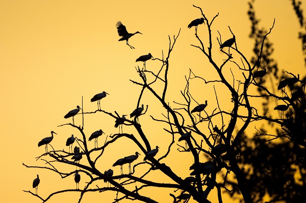 Foto - Bursa'nın aylak leylekleri