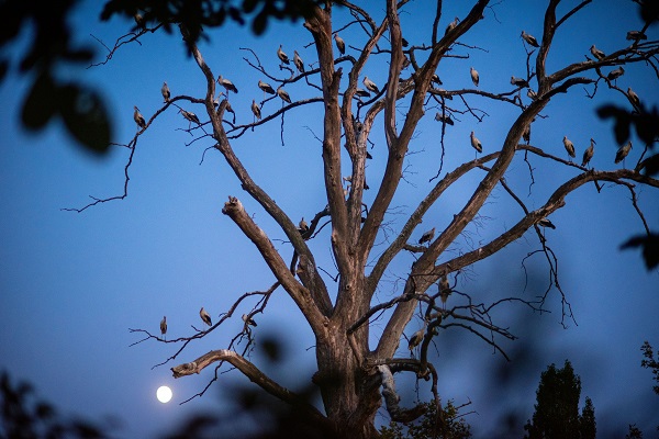 Foto - Bursa'nın aylak leylekleri