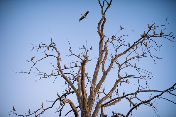 Foto - Bursa'nın aylak leylekleri