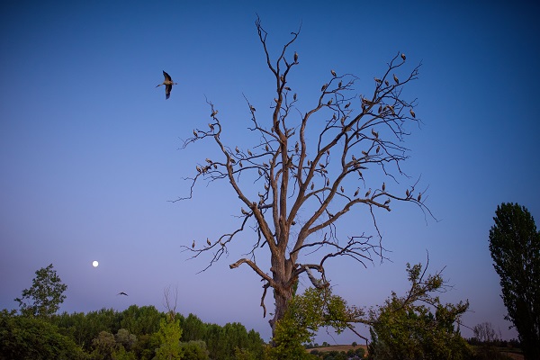 Foto - Bursa'nın aylak leylekleri