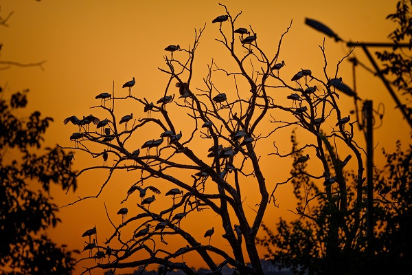 Foto - Bursa'nın aylak leylekleri