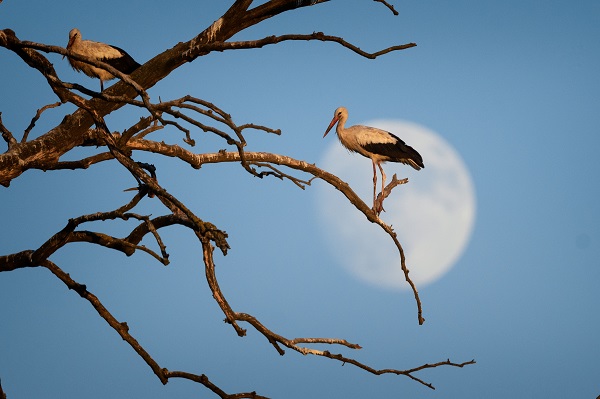 Foto - Bursa'nın aylak leylekleri