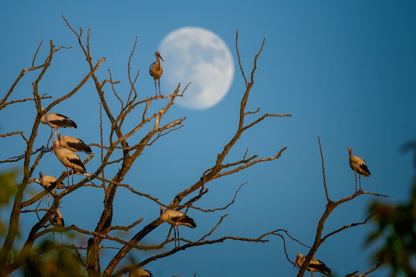 Foto - Bursa'nın aylak leylekleri