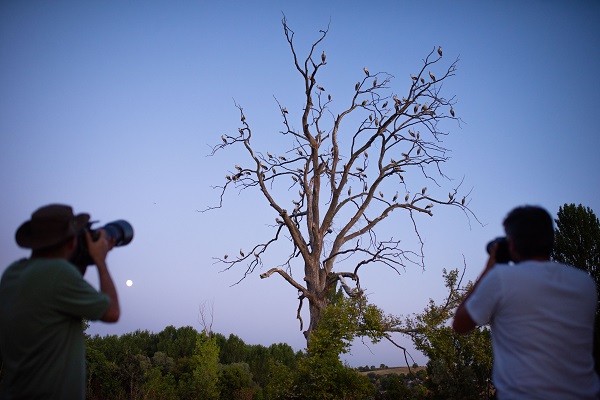 Foto - Bursa'nın aylak leylekleri