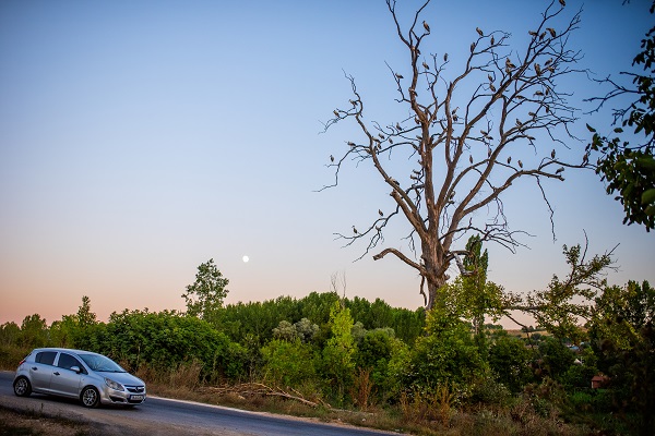 Foto - Bursa'nın aylak leylekleri