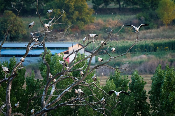 Foto - Bursa'nın aylak leylekleri