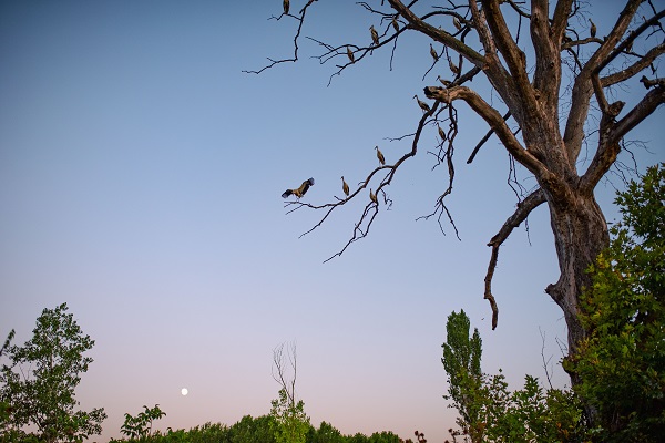 Foto - Bursa'nın aylak leylekleri