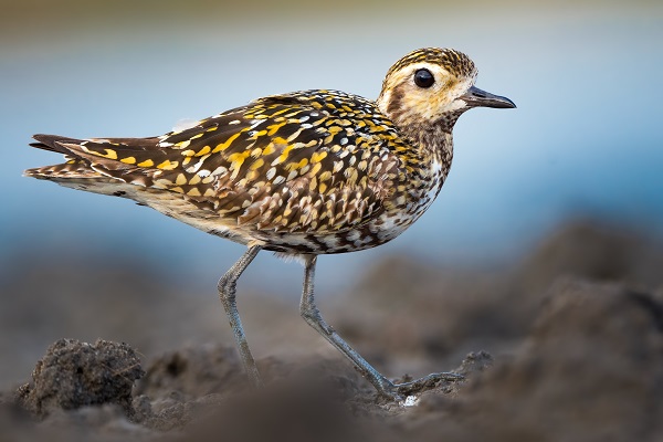 Foto - Bursa’nın şaşırtan misafiri