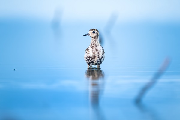 Foto - Bursa’nın şaşırtan misafiri