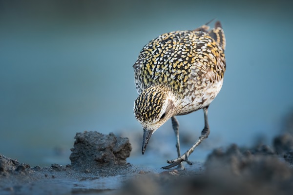 Foto - Bursa’nın şaşırtan misafiri