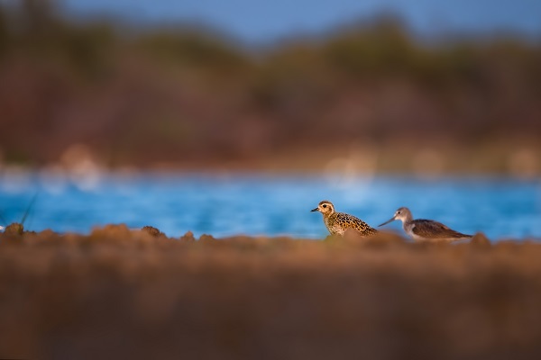 Foto - Bursa’nın şaşırtan misafiri