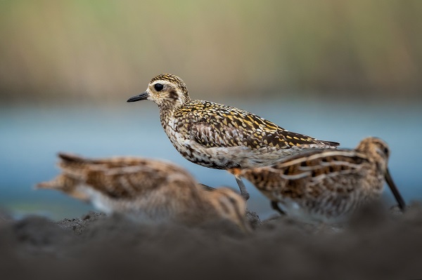 Foto - Bursa’nın şaşırtan misafiri