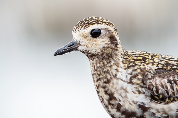 Foto - Bursa’nın şaşırtan misafiri