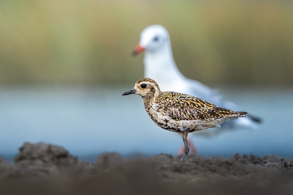 Foto - Bursa’nın şaşırtan misafiri