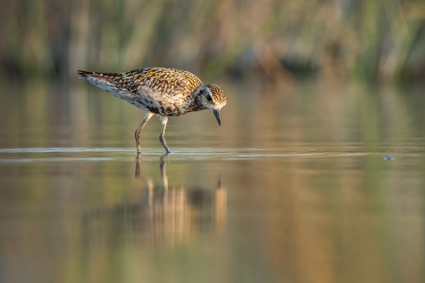 Foto - Bursa’nın şaşırtan misafiri