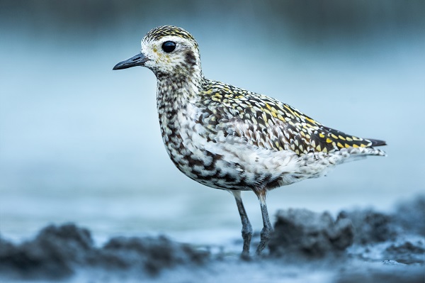 Foto - Bursa’nın şaşırtan misafiri