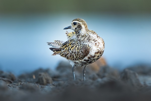 Foto - Bursa’nın şaşırtan misafiri
