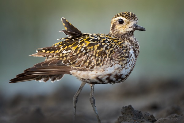Foto - Bursa’nın şaşırtan misafiri