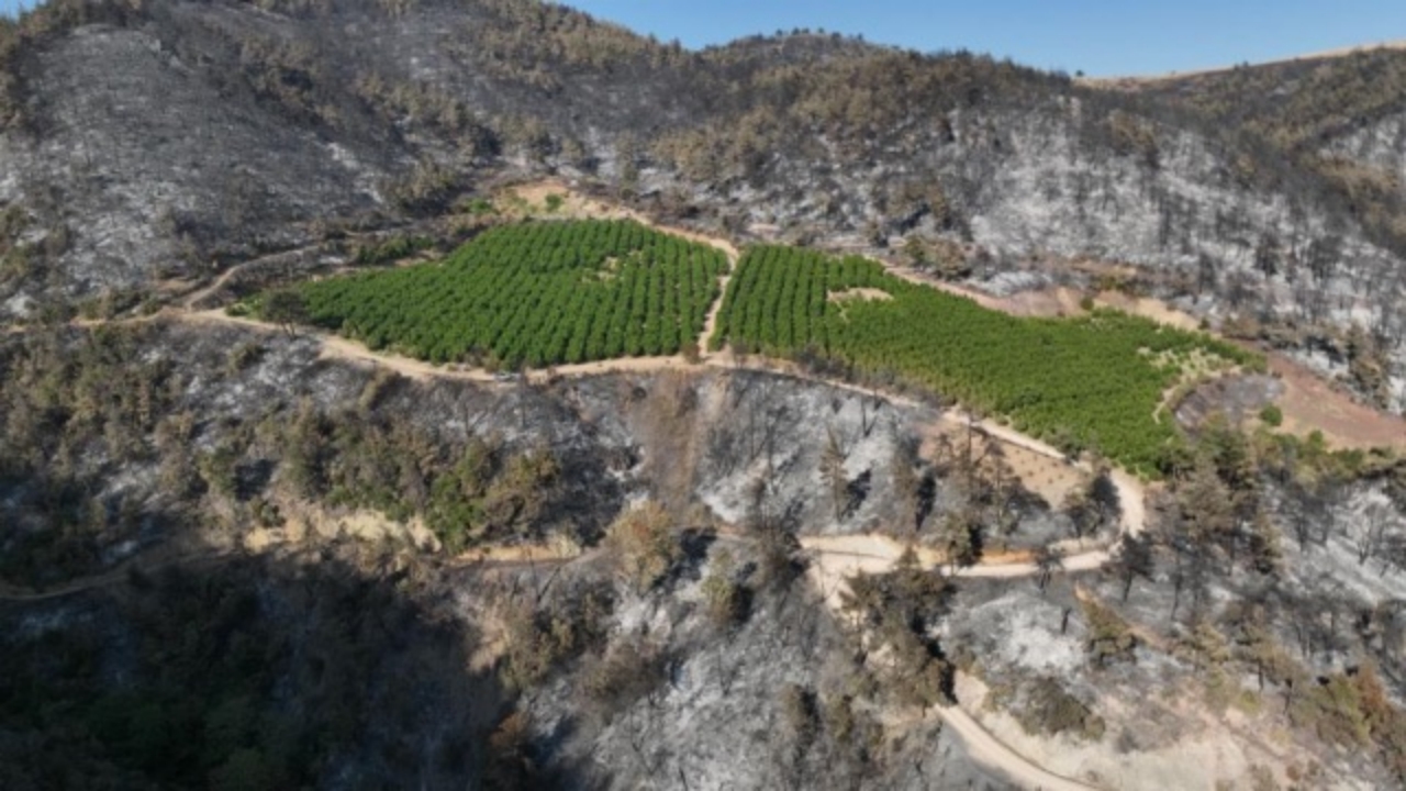 Foto - Bütün bir Bursa’yı kül eden alevler bir tek oraya ulaşamadı! Sebebi bakın ne çıktı