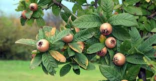 Foto - Bütün bir şifa kaynağı: Karaciğeri ve böbrekleri arınıyor! Şok edici öyle bir faydası çıktı ki duyan şaştı kaldı 