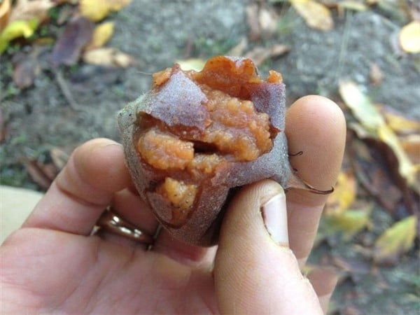 Foto - Bütün bir şifa kaynağı: Karaciğeri ve böbrekleri arınıyor! Şok edici öyle bir faydası çıktı ki duyan şaştı kaldı 