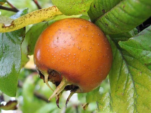 Foto - Bütün bir şifa kaynağı: Karaciğeri ve böbrekleri arınıyor! Şok edici öyle bir faydası çıktı ki duyan şaştı kaldı 
