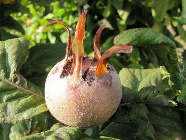 Foto - Bütün bir şifa kaynağı: Karaciğeri ve böbrekleri arınıyor! Şok edici öyle bir faydası çıktı ki duyan şaştı kaldı 