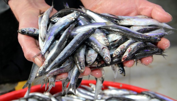 Foto - Bütün dünya, onun için Türkiye’nin kapısında kuyruk oldu! Fransa’dan Almanya’ya tam 20 ülke sırada 