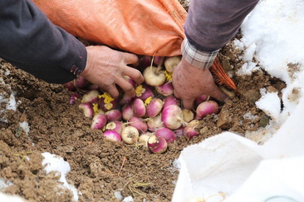 Foto - Bütün sebze meyveleri toprağa gömmeye başladılar! Sebebi çok şaşırttı
