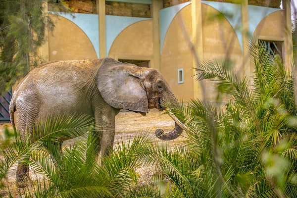 Foto - Bütün ülke 'Bambi'yi konuşuyor