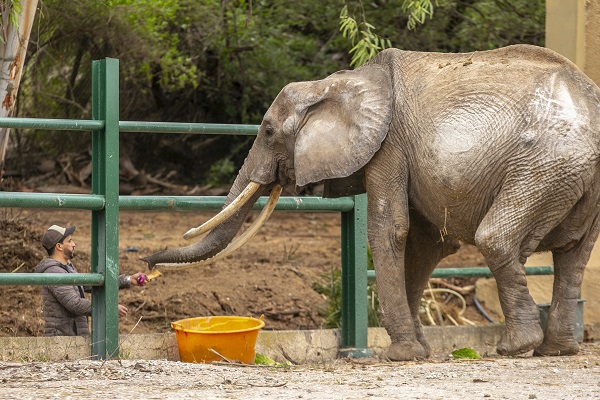 Foto - Bütün ülke 'Bambi'yi konuşuyor