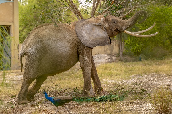 Foto - Bütün ülke 'Bambi'yi konuşuyor