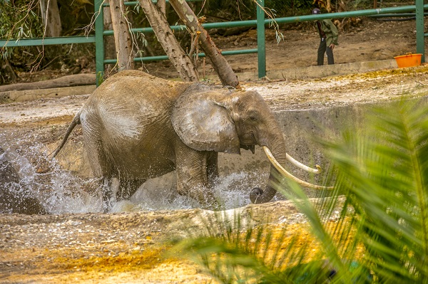 Foto - Bütün ülke 'Bambi'yi konuşuyor