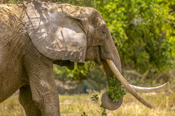 Foto - Bütün ülke 'Bambi'yi konuşuyor