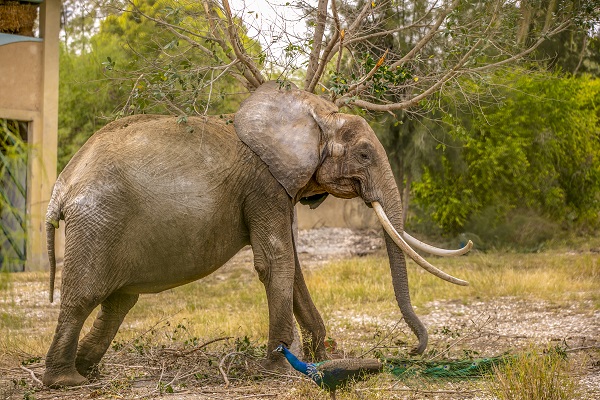 Foto - Bütün ülke 'Bambi'yi konuşuyor