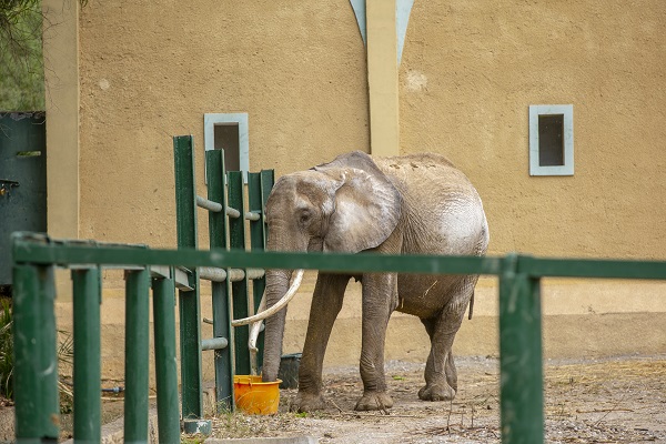 Foto - Bütün ülke 'Bambi'yi konuşuyor