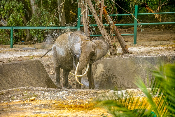 Foto - Bütün ülke 'Bambi'yi konuşuyor